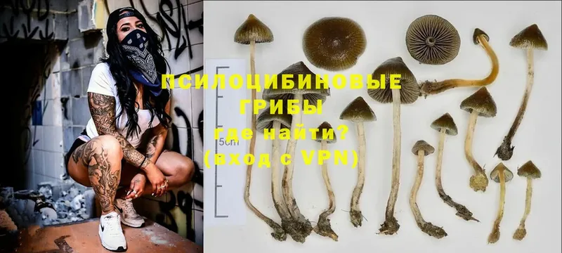 Псилоцибиновые грибы Magic Shrooms  Кизилюрт 